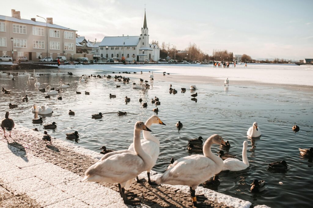 Swans and ducks gather near a snowy pond in an urban setting, with a church in the background.
