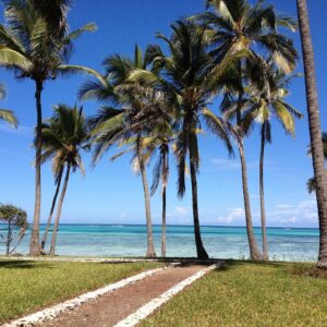 zanzibar, sea, palms, nature, tanzania