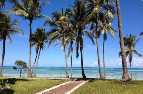 zanzibar, sea, palms, nature, tanzania