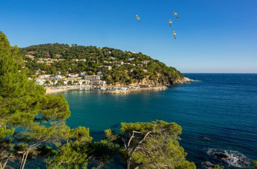 Aerial view of Llafranc beach with lush hills and clear blue sea, featuring flying seagulls.