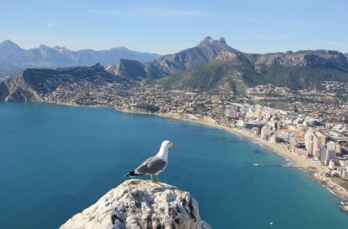 seagull, bird, calpe, alicante, nature, spain